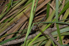 Austroaeschna speciosa