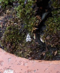 Scoparia exhibitalis