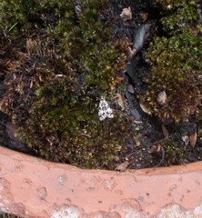 Scoparia exhibitalis