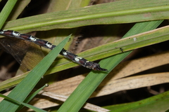 Austroaeschna speciosa