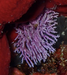 Stylaster roseus