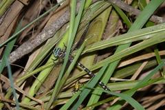 Austroaeschna speciosa