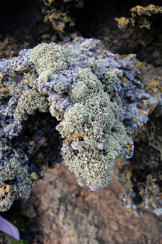 Ramalina microspora image