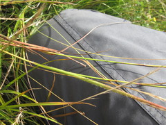 Luzula luzuloides rubella