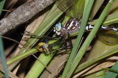 Austroaeschna speciosa