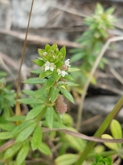 Galium verrucosum