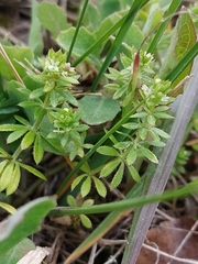 Galium verrucosum