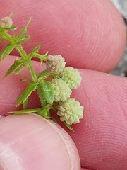 Galium verrucosum