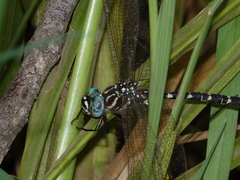 Austroaeschna speciosa