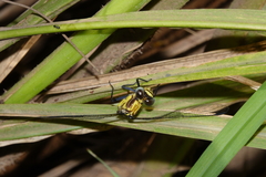 Austroaeschna speciosa