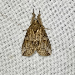 Plotheia exacta