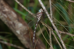 Austroaeschna speciosa