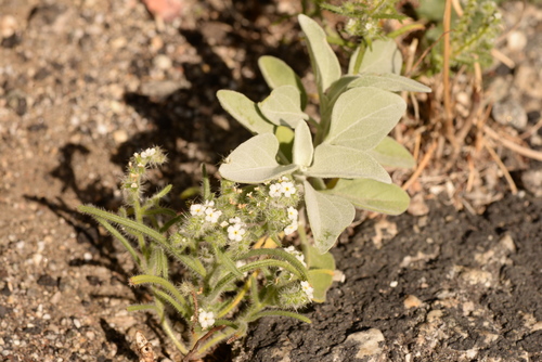 iNaturalist observation photo of narrow-leaved cryptantha