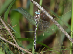 Austroaeschna speciosa
