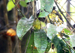 Tricholestes criniger