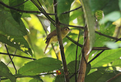 Tricholestes criniger