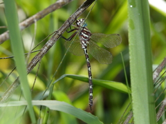 Austroaeschna speciosa