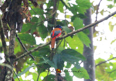 Harpactes duvaucelii