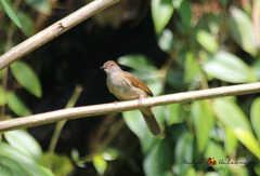 Rubigula erythropthalmos