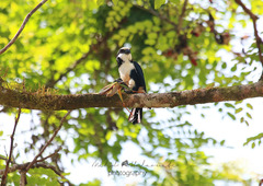 Microhierax latifrons