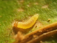 Psychoides filicivora