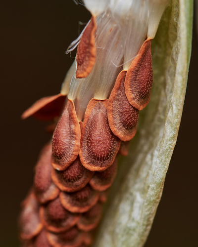 Asclepias curassavica