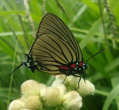 Atlides polybe