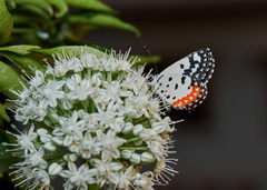 Talicada nyseus nyseus