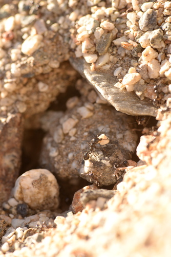 iNaturalist observation photo of Black Harvester Ant