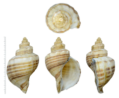 Neptunea cumingii