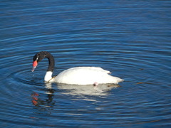 Cygnus melancoryphus