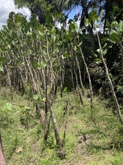 Montrichardia