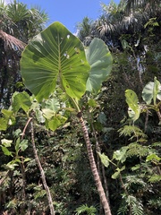 Montrichardia