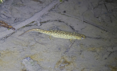 Triturus karelinii