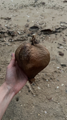 Barringtonia asiatica