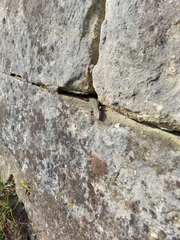 Podarcis muralis