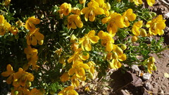 Senna arnottiana
