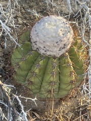 Melocactus curvispinus
