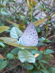 Pseudolycaena marsyas