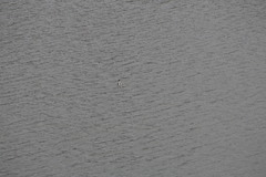 Aechmophorus clarkii