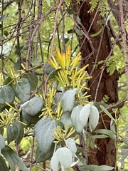 Agelanthus pungu