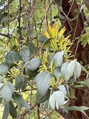 Agelanthus pungu