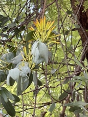 Agelanthus pungu