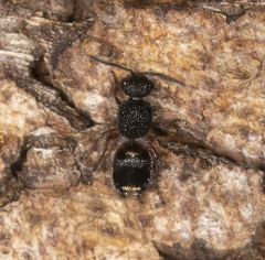 Ephutomorpha lateralis