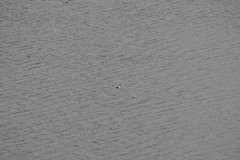 Aechmophorus clarkii