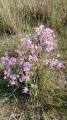 Chromolaena hirsuta