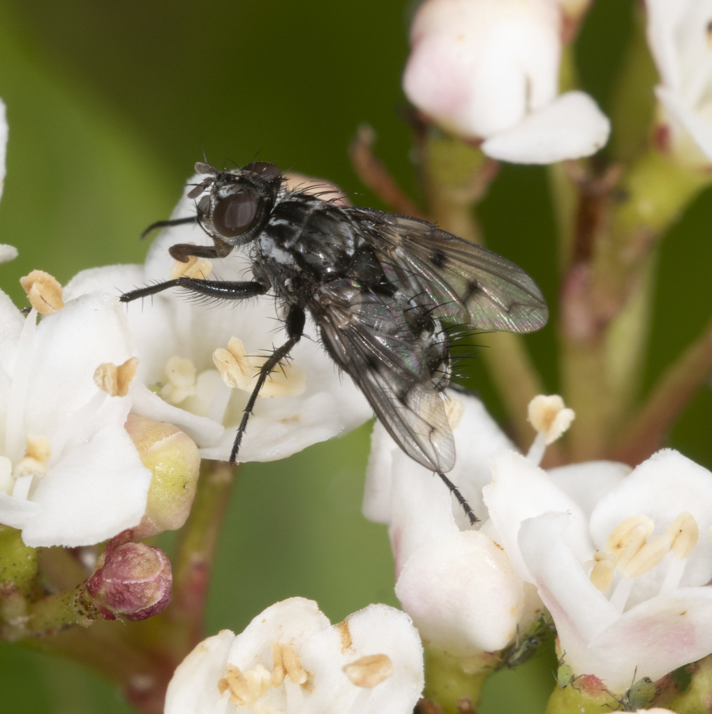 Paropsivora