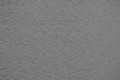 Aechmophorus clarkii