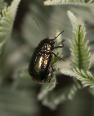 Aporocera viridis
