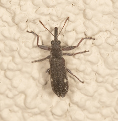 Rhinotia bimaculata